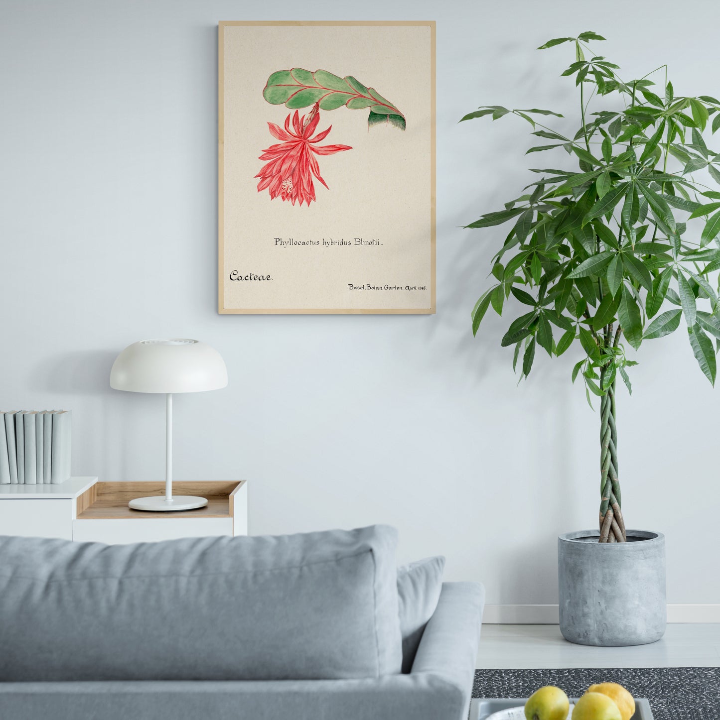 Orchid Cactus from Familie Der Cacteen