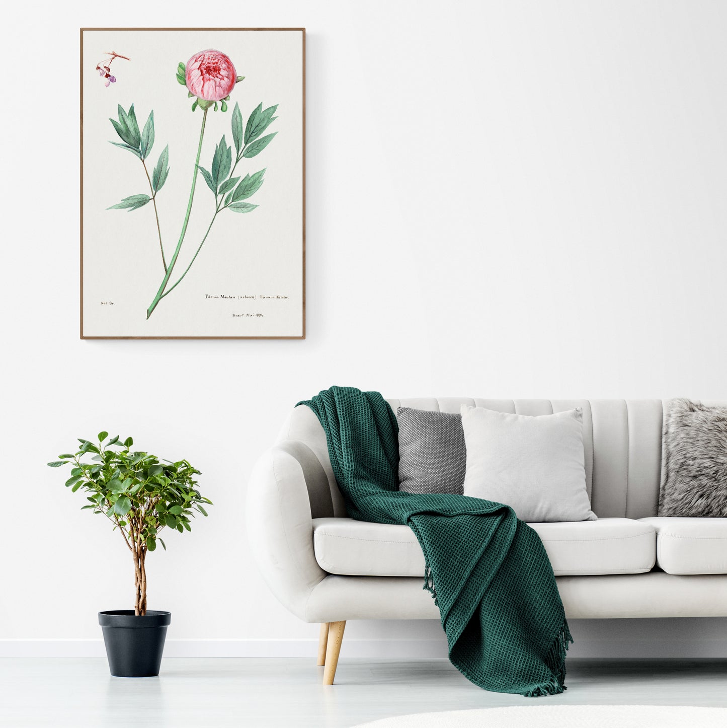 Moutan Peony from Familie Der Cacteen