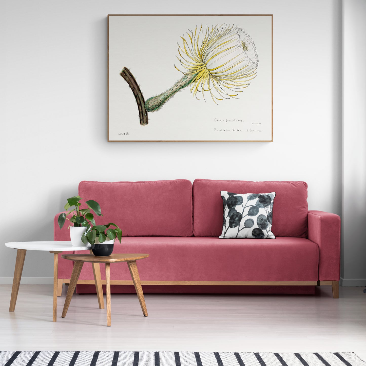 Snake Cactus from Familie Der Cacteen