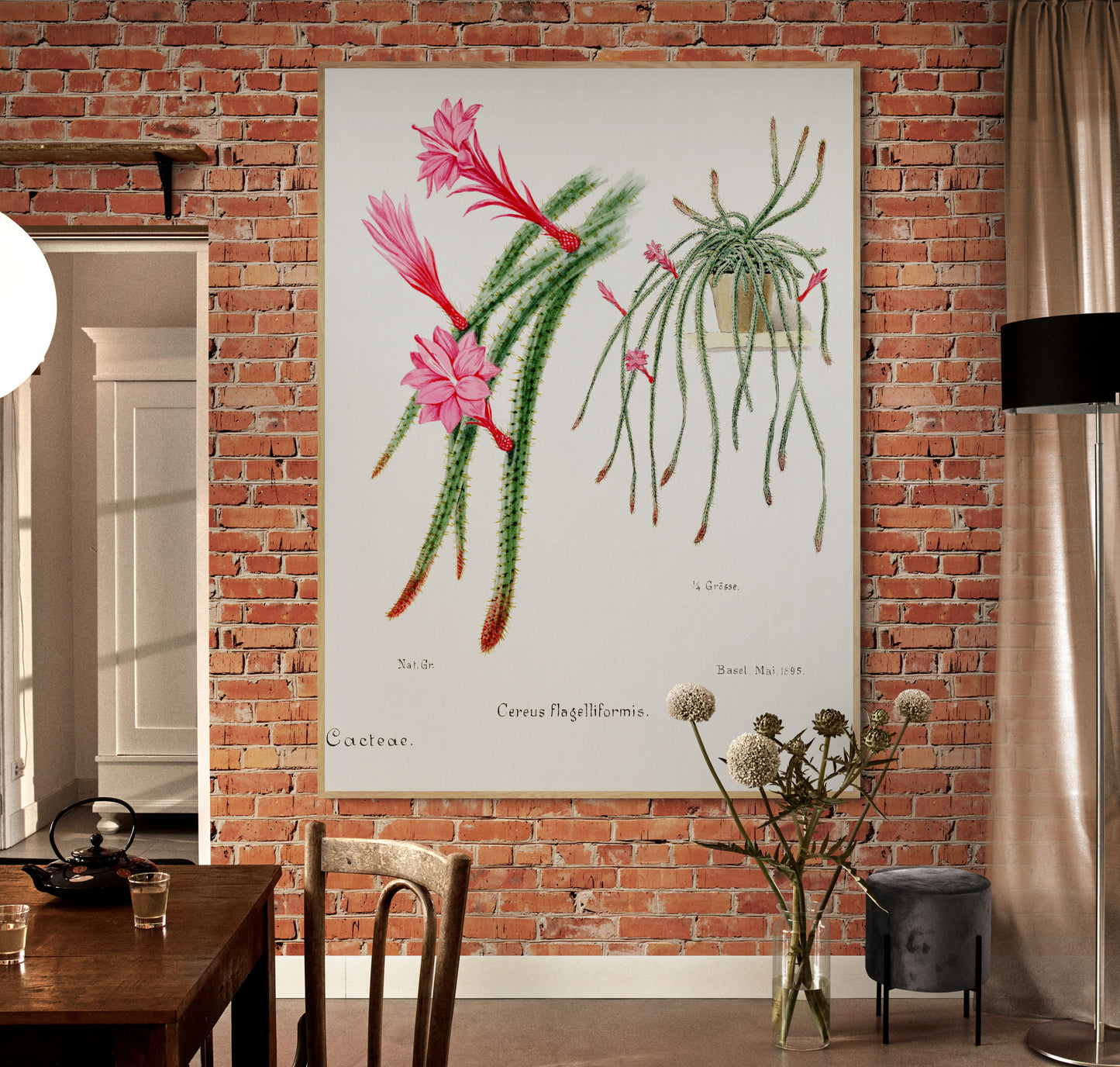 Rattail Cactus from Familie Der Cacteen