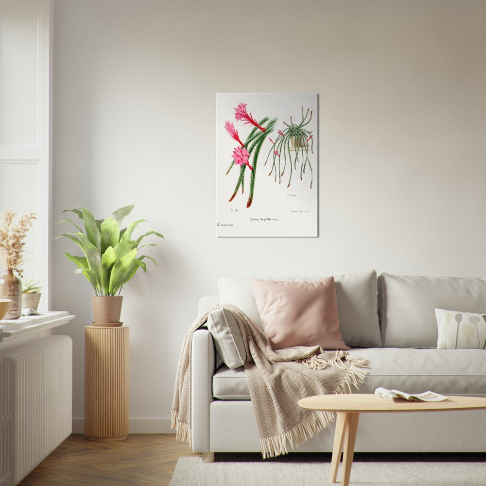 Rattail Cactus from Familie Der Cacteen
