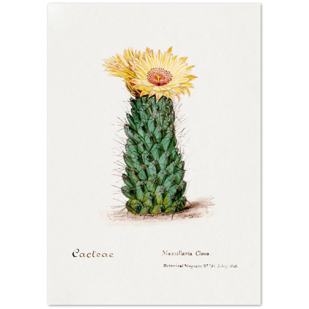 Beehive Der Cacteen from Familie Der Cacteen