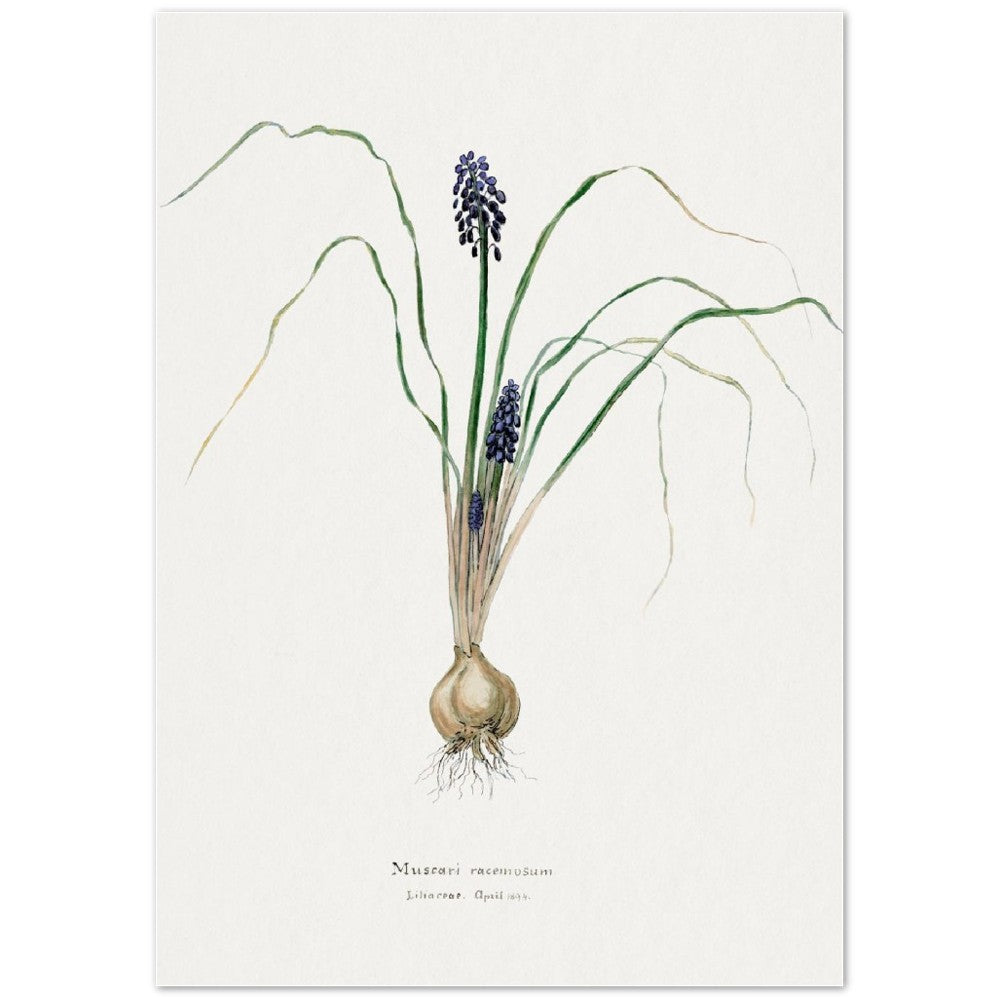 Hyacinth from Familie Der Cacteen