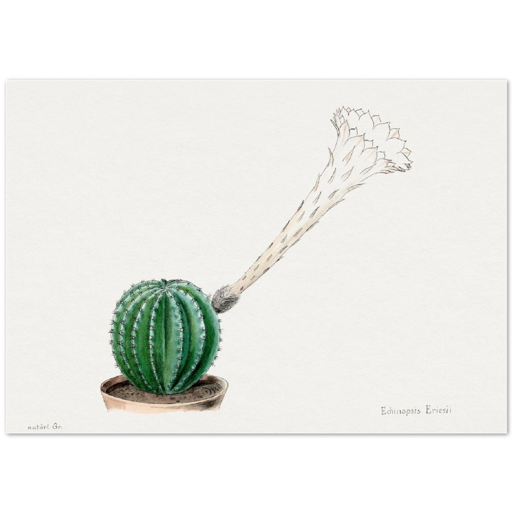Easter Lily Cactus from Familie Der Cacteen