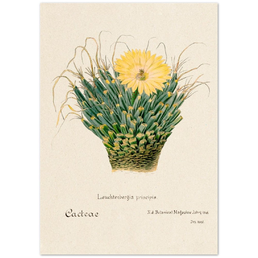 Agave Cactus from Familie Der Cacteen
