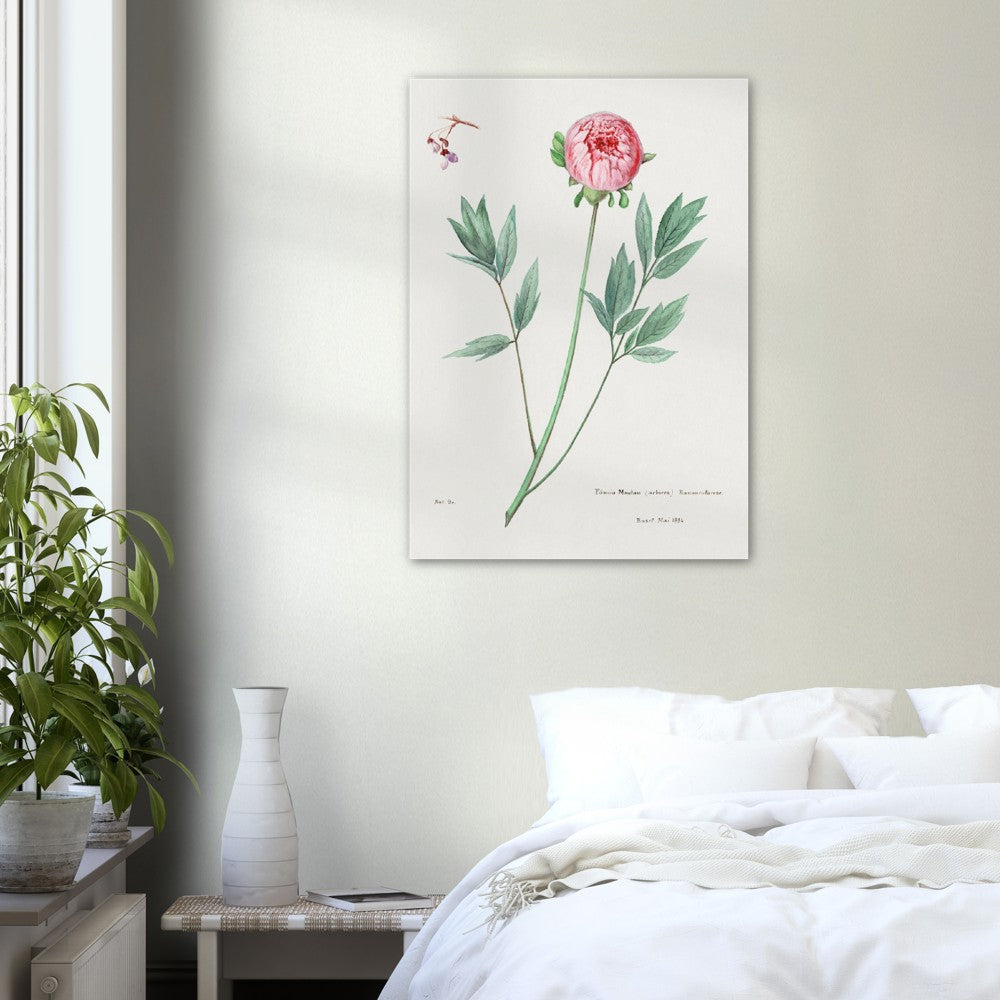 Moutan Peony from Familie Der Cacteen