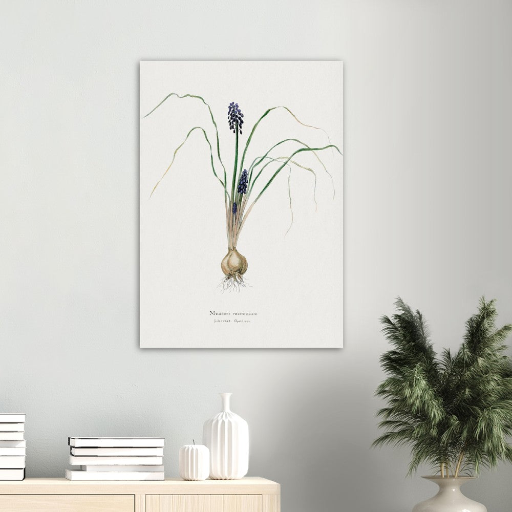 Hyacinth from Familie Der Cacteen