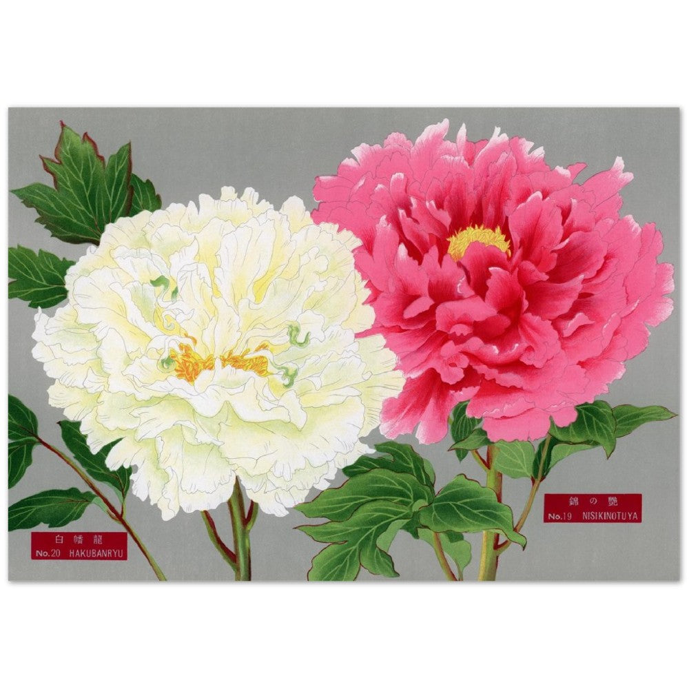 The Picture Book Of Peonies - Pink & White Peonies