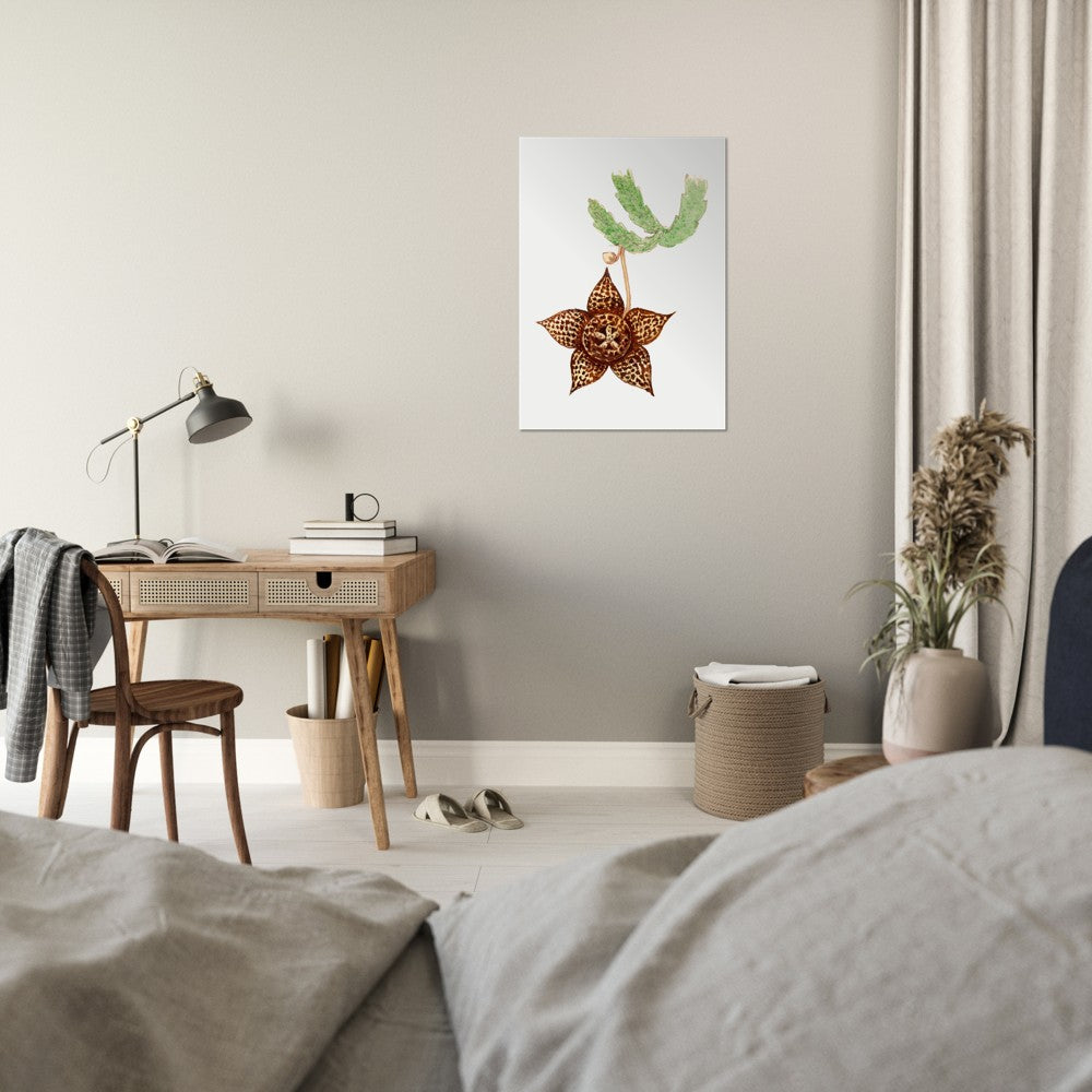Starfish Cactus from Familie Der Cacteen