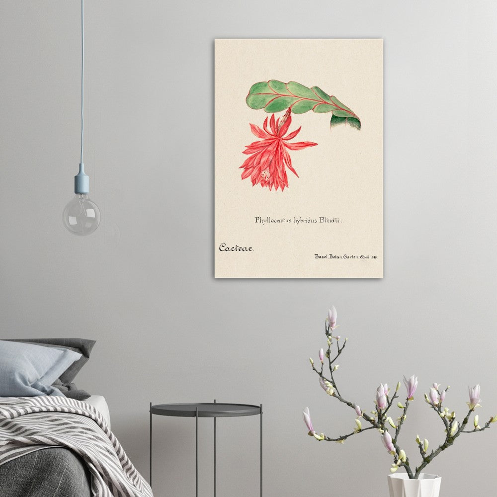 Orchid Cactus from Familie Der Cacteen