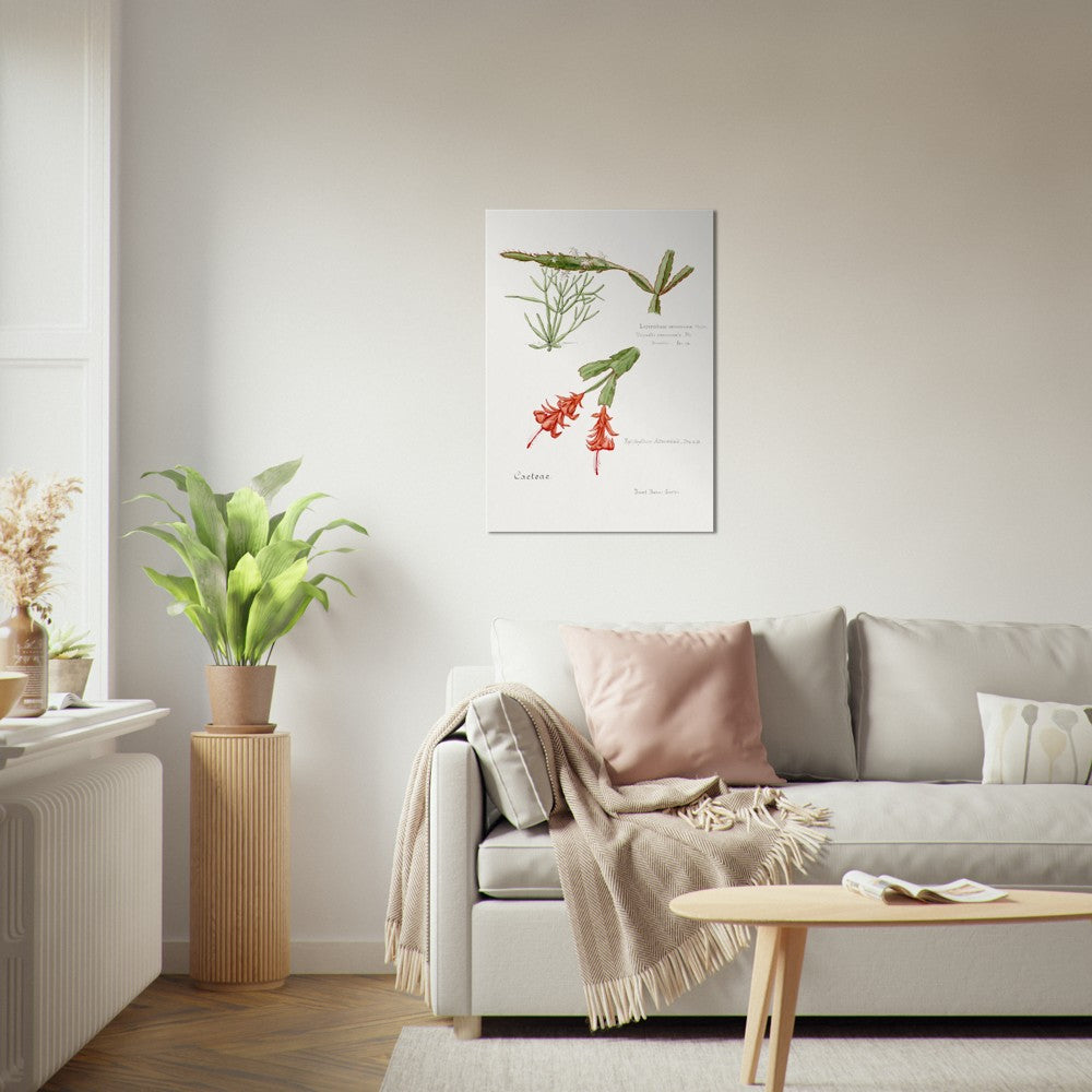 Rhipsalis from Familie Der Cacteen