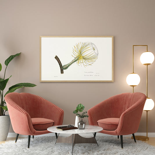 Snake Cactus from Familie Der Cacteen