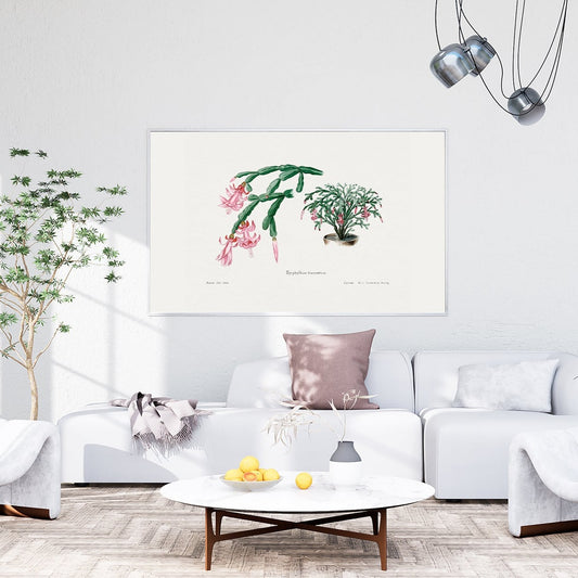 Pink Flower from Familie Der Cacteen