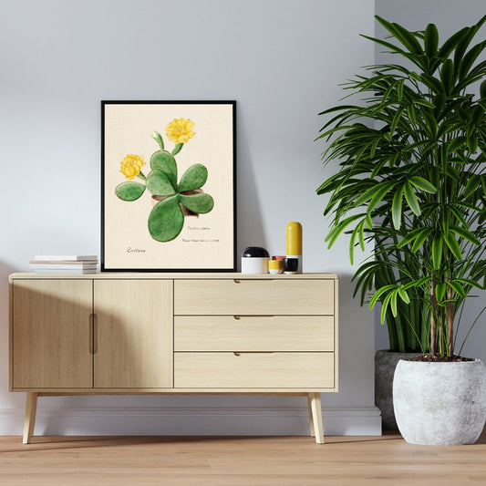 Eastern Prickly Pear Cactus from Familie Der Cacteen