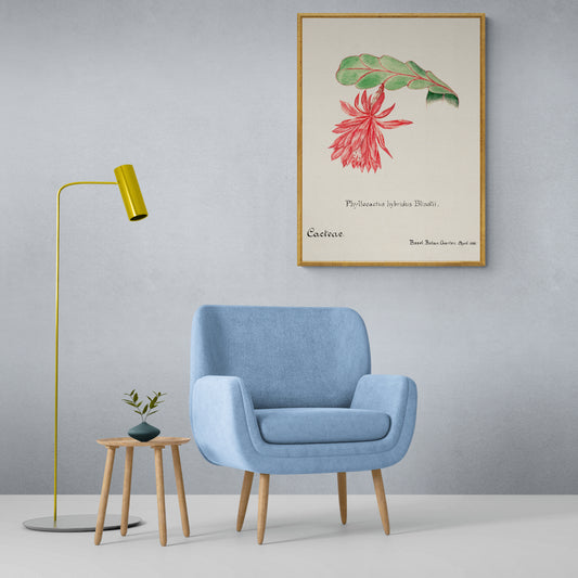 Orchid Cactus from Familie Der Cacteen