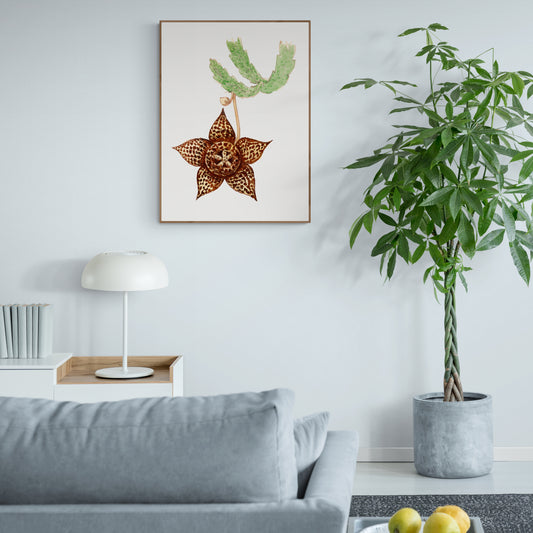 Starfish Cactus from Familie Der Cacteen