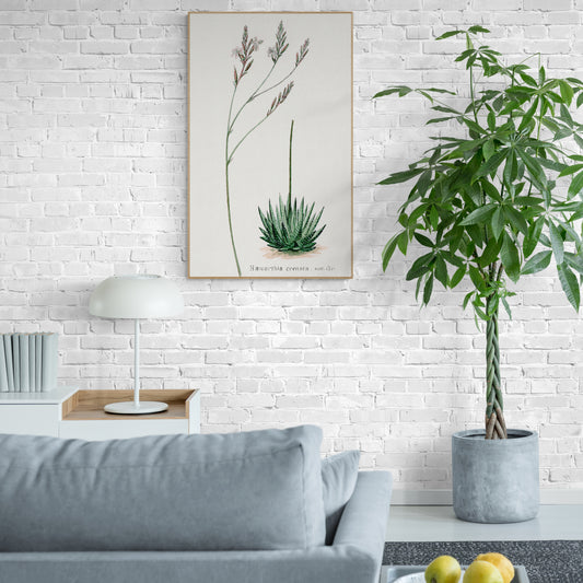 Howarthia from Familie Der Cacteen