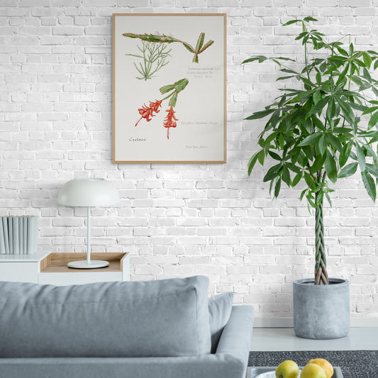 Rhipsalis from Familie Der Cacteen