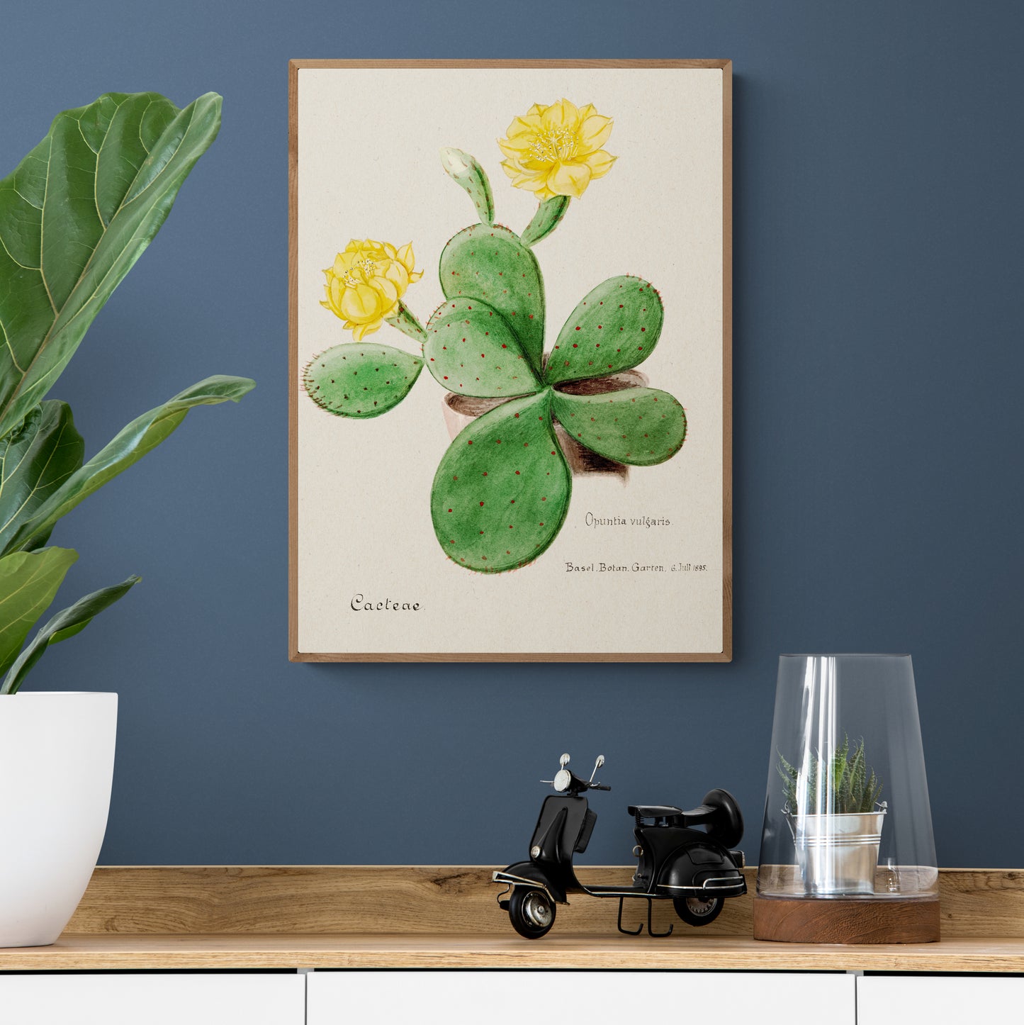 Eastern Prickly Pear Cactus from Familie Der Cacteen