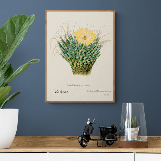 Agave Cactus from Familie Der Cacteen