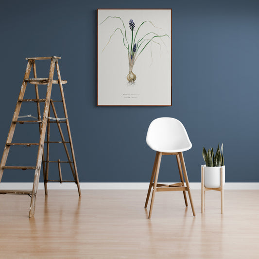 Hyacinth from Familie Der Cacteen