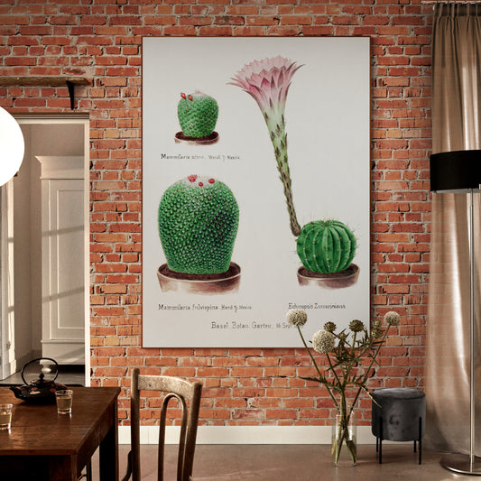 Rainbow Pincushion Cactus from Familie Der Cacteen