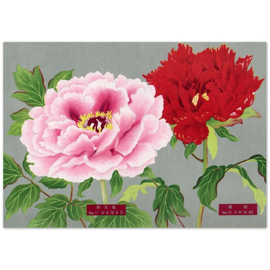 The Picture Book Of Peonies - Pink & Red Peonies