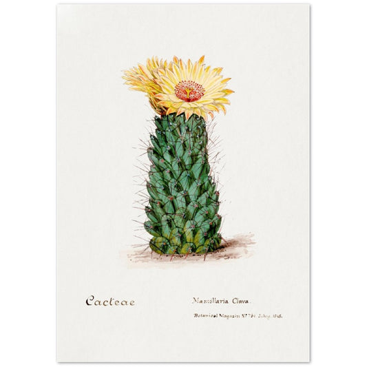 Beehive Der Cacteen from Familie Der Cacteen