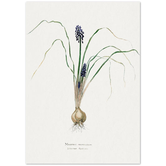 Hyacinth from Familie Der Cacteen