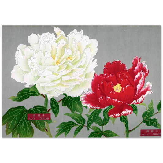 The Picture Book Of Peonies - White & Red Peonies