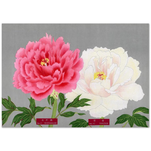 The Picture Book Of Peonies - Pink & White Peonies