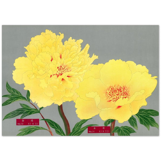 The Picture Book Of Peonies - Yellow Peonies