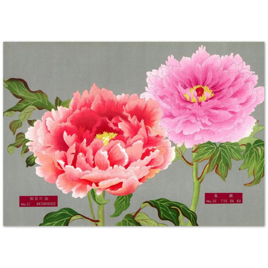 The Picture Book Of Peonies - Pink & Red Peonies