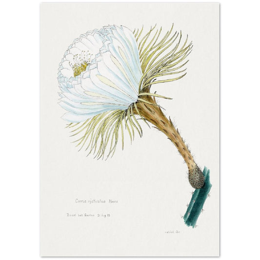 Snake Cactus Flower from Familie Der Cacteen