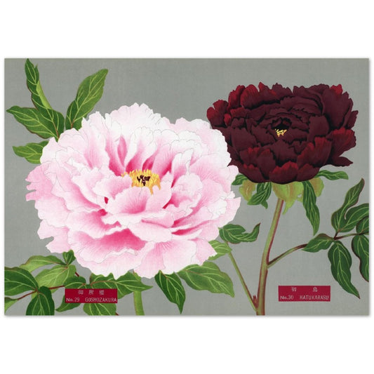 The Picture Book Of Peonies - Pink & Fuchsia Peonies