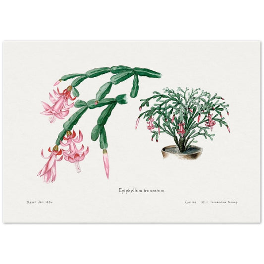 Pink Flower from Familie Der Cacteen