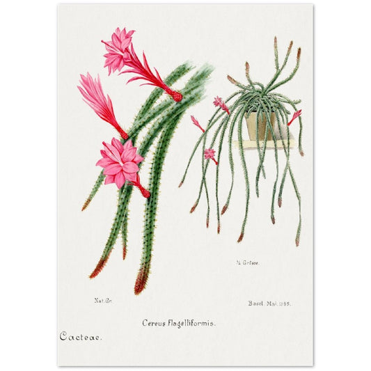 Rattail Cactus from Familie Der Cacteen