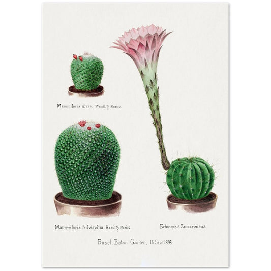 Rainbow Pincushion Cactus from Familie Der Cacteen