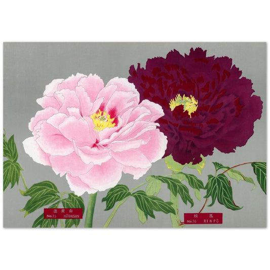 The Picture Book Of Peonies - Pink & Fuschia Peonies