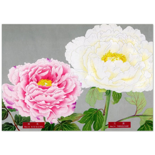 The Picture Book Of Peonies - Pink & White Peonies