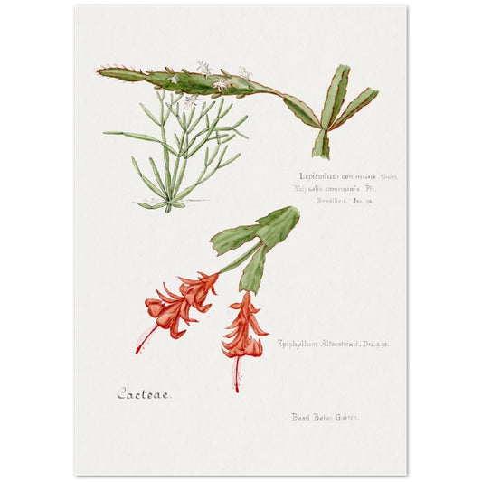 Rhipsalis from Familie Der Cacteen