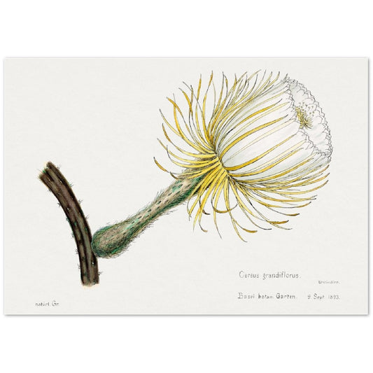 Snake Cactus from Familie Der Cacteen