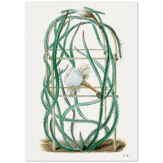 Snake Cactus from Familie Der Cacteen