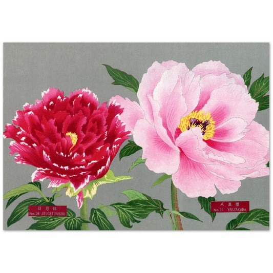 The Picture Book Of Peonies - Pink & Red Peonies