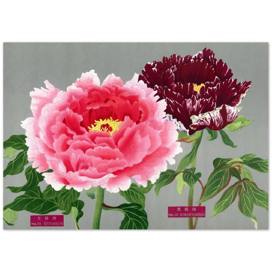 The Picture Book Of Peonies - Pink & Fuchsia Peonies