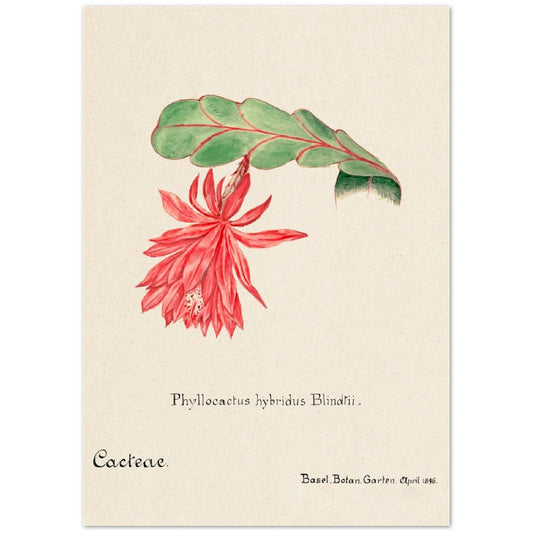 Orchid Cactus from Familie Der Cacteen