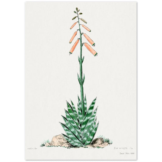 Aloevera from Familie Der Cacteen