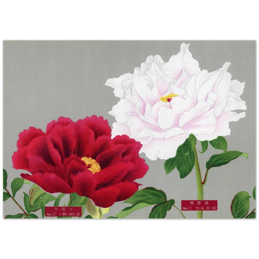 The Picture Book Of Peonies - White & Red Peonies