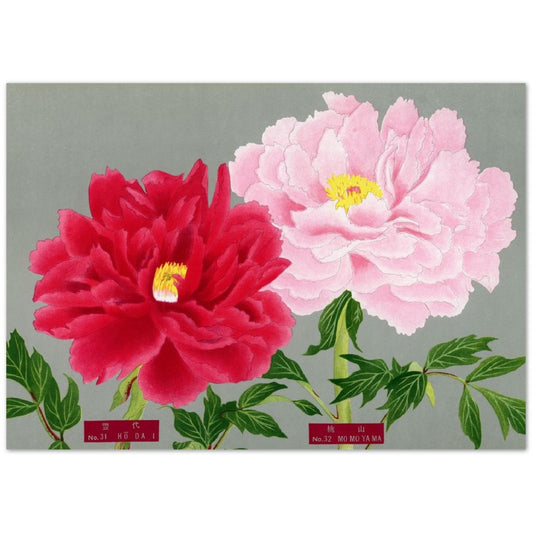 The Picture Book Of Peonies - Pink & Red Peonies