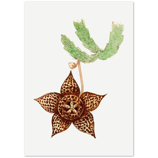 Starfish Cactus from Familie Der Cacteen